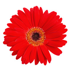 Red gerbera flower isolated on white background.