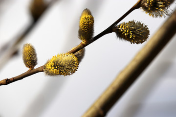 Pussy willow flowers on the branch, blooming verba in spring forest. Palm Sunday symbol, yellow catkins