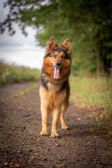 Naklejka premium Bohemian Shepherd Portrait in Nature