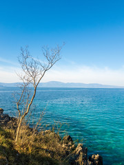tree on the shore of the sea