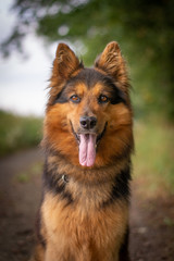Bohemian Shepherd Portrait in Nature