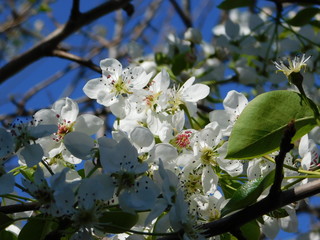 Almond leaved pear, or Pyrus amygdaliformis, tree white flowers