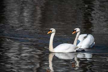 Obraz premium Couple of young swans on lake gold reflection nature birds