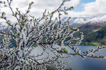 Icy branch and lake
