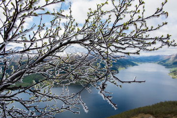 Icy branch and lake