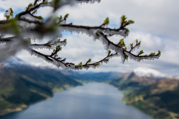 Icy branch and lake