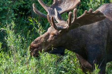 Bull Moose with Velvet on Growing Antlers
