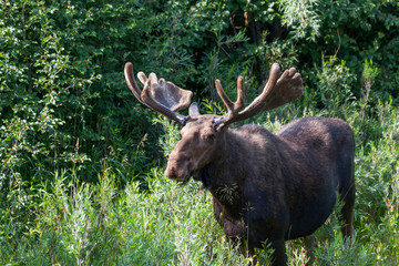 Bull Moose with Velvet on Growing Antlers
