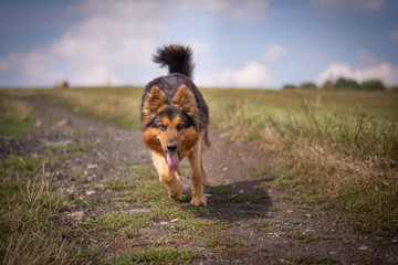 Bohemian Shepherd Portrait in Nature