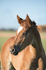 Obraz na płótnie Canvas Quarter Horse Foals