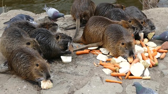 wild animal nutria farm on a river