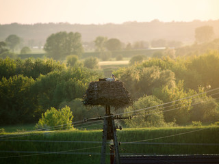 Bocian w gnieździe, polska wieś © Patrycja Przybylska