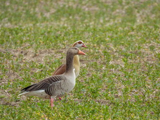  Nile Goose and a Greylag Goose are a couple
