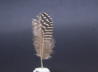 feather
