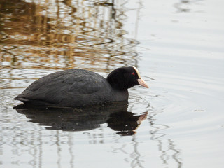 one close-up of a coot that swims on a lake