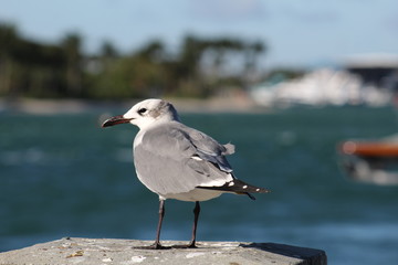 seagull on the pier