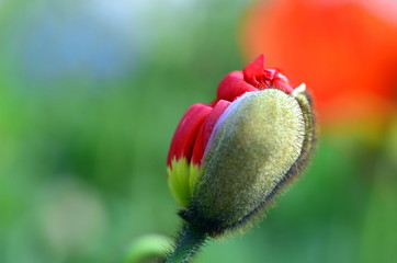 Sich öffnende Mohnknospe