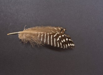 feather