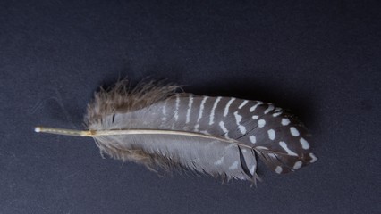feather