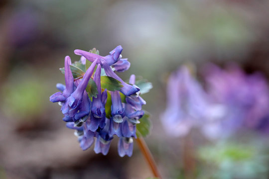 First spring flowers in a forest. Fumewort, corydalis solida
