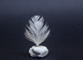 feather
