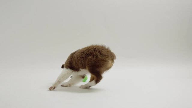 Australian shepherd puppy chasing green ball on white background falls down