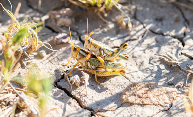 Thistle Grasshopper (Aeoloplides turnbulli) Perched on Dry Cracked Dirt in Eastern Colorado