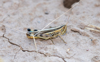 Striped Slant-face Grasshopper (Amphitornus coloradus) Perched on the Ground in Eastern Colorado