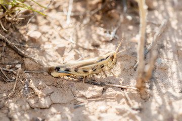 Striped Slant-face Grasshopper (Amphitornus coloradus) Perched on the Ground in Eastern Colorado