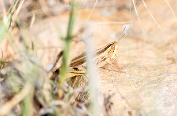 Striped Slant-face Grasshopper (Amphitornus coloradus) Perched on the Ground in Eastern Colorado