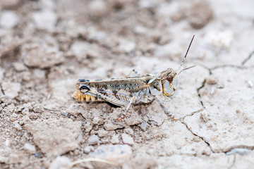 Big-headed Grasshopper (Aulocara elliotti) Perched on Dry Cracked Dirt on the Ground in Eastern Colorado