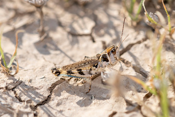 Big-headed Grasshopper (Aulocara elliotti) Perched on Dry Cracked Dirt on the Ground in Eastern Colorado