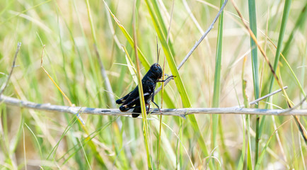 Ebony Grasshopper (Boopedon nubium) Perched on a Stick with Vegetation in Eastern Colorado