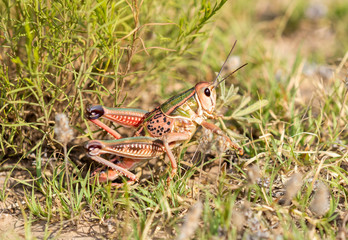Plains Lubber Grasshopper (Brachystola magna) Perched on the Ground in Vegetation in Eastern Colorado