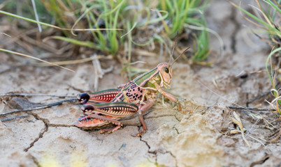 Plains Lubber Grasshopper (Brachystola magna) Perched on the Ground in Vegetation in Eastern Colorado