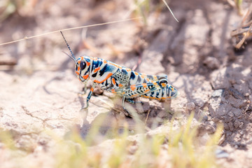 Very Colorful Rainbow Grasshopper (Dactylotum bicolor) Perched on the Ground in Eastern Colorado