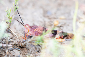 Three-banded Grasshopper (Hadrotettix trifasciatus) Perched on the Ground in Vegetation in Eastern Colorado
