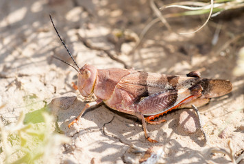 Three-banded Grasshopper (Hadrotettix trifasciatus) Perched on the Ground in Vegetation in Eastern Colorado