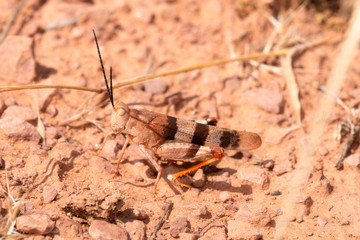 Three-banded Grasshopper (Hadrotettix trifasciatus) Perched on the Ground in Red Dirt in Eastern Colorado