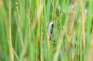 Marsh Meadow Grasshopper (Pseudochorthippus curtipennis) Perched on Stalks of Vegetation in the Mountains of Northern Colorado