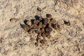 a small pile of camel dung in the desert of Kazakhstan.
