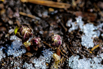 Ice flowers blooming in the snow 