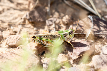 Flabellate Grasshopper (Melanoplus occidentalis) Perched on Dry Cracked Dirt Ground in Eastern Colorado