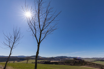Landschaft mit Baum zwischen Ebbinghof und Obringhausen im Sauerland