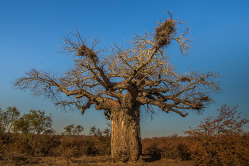 Kruger National Park, South Africa- JULY 2019: An ancient baobab east of Punda Maria