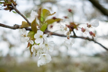 detail of flowers of fruit tree during spring