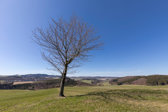 Landschaft mit Baum zwischen Ebbinghof und Obringhausen im Sauerland