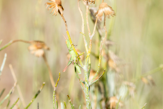 Admirable Grasshopper (Syrbula admiralis) Nymph Perched on Vegetation Stalks in Eastern Colorado