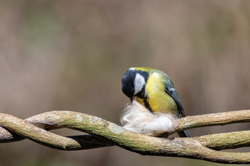 Kohlmeise sammelt Material für Nestbau