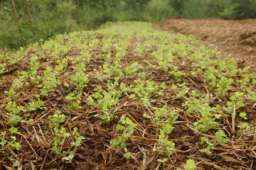 young coriander sapling growing from soil that have dry straw cover it in garden, countryside of Thailand